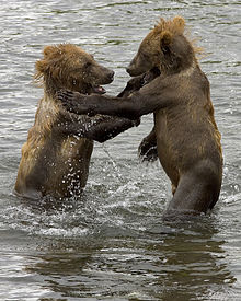 karhuu_pentuu220px-brown_bear_cubs.jpg